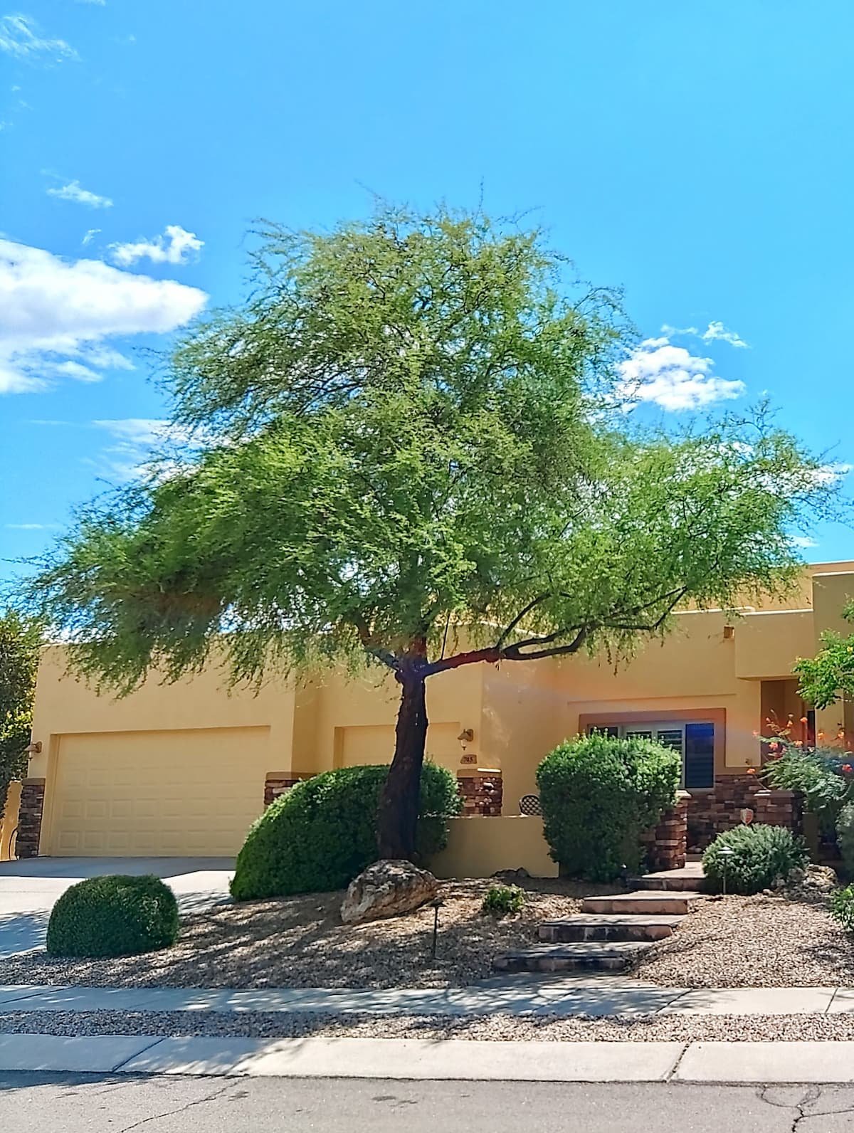 same tree after expert tree trimming by North Star Tree Services, Tucson AZ